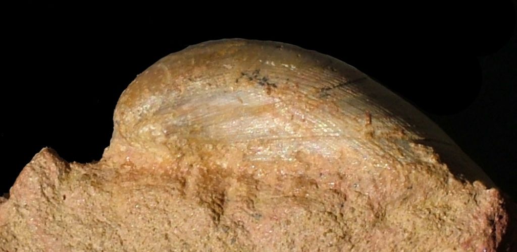 Bivalve dell''Aaleniano